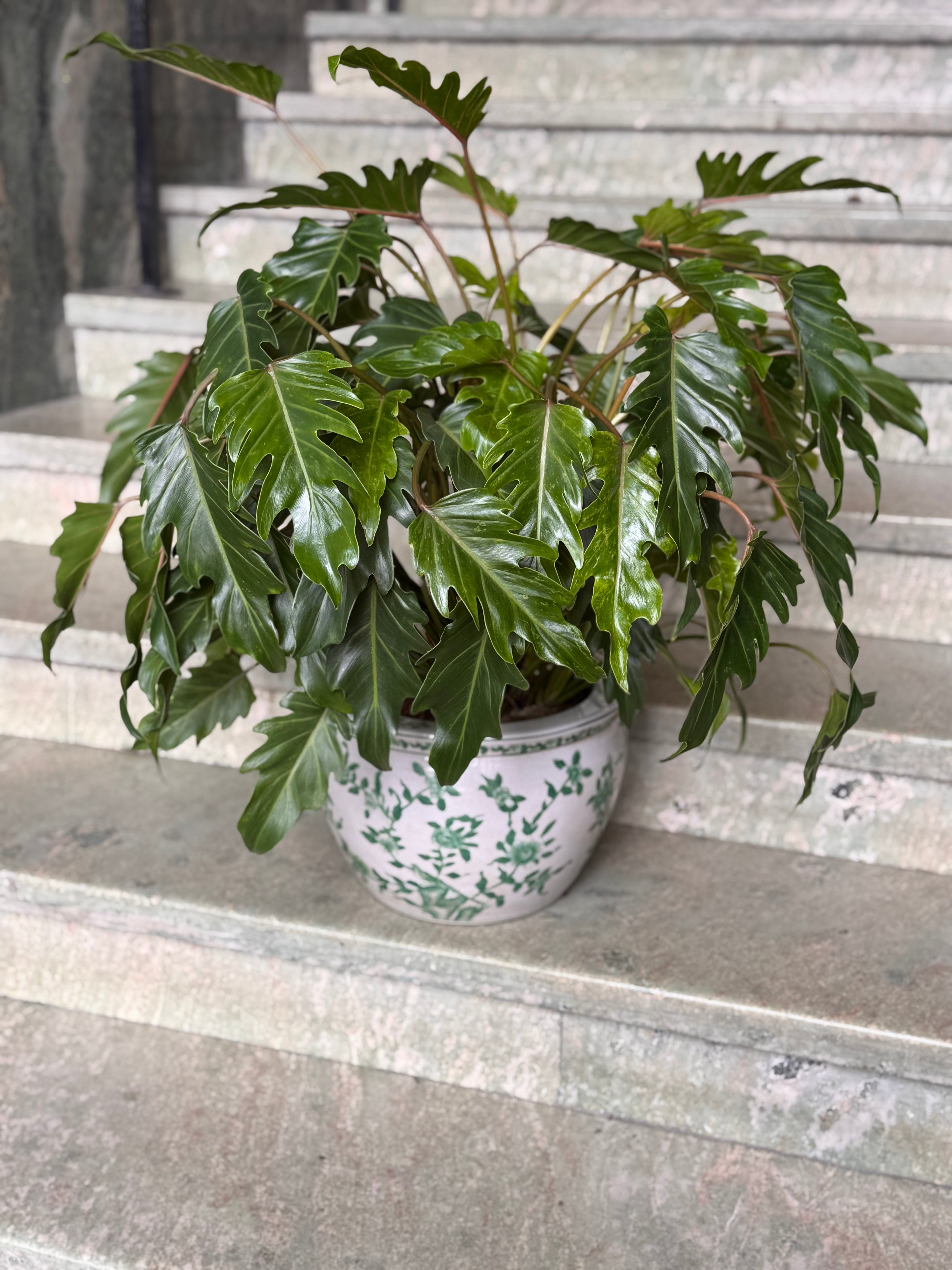 Philodendron Xanadu – Norr Mälarstrands Blommor