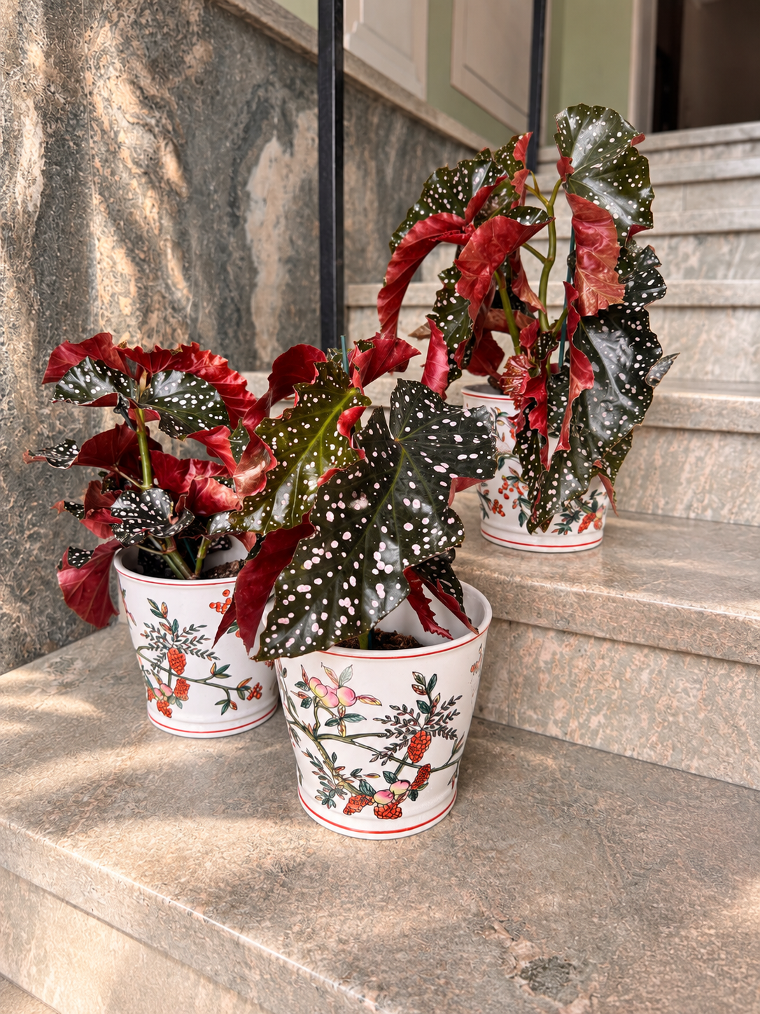 Begonia i kruka